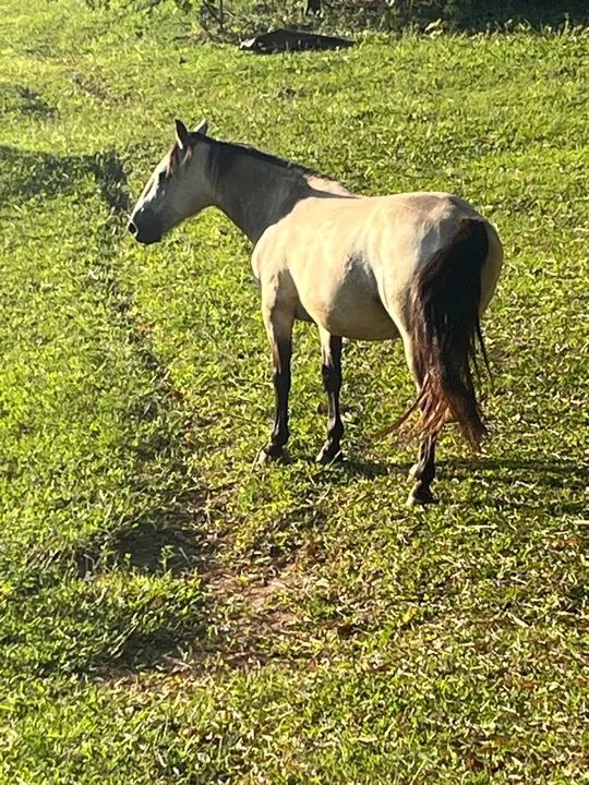 Cavalo crioulo  - Foto 2