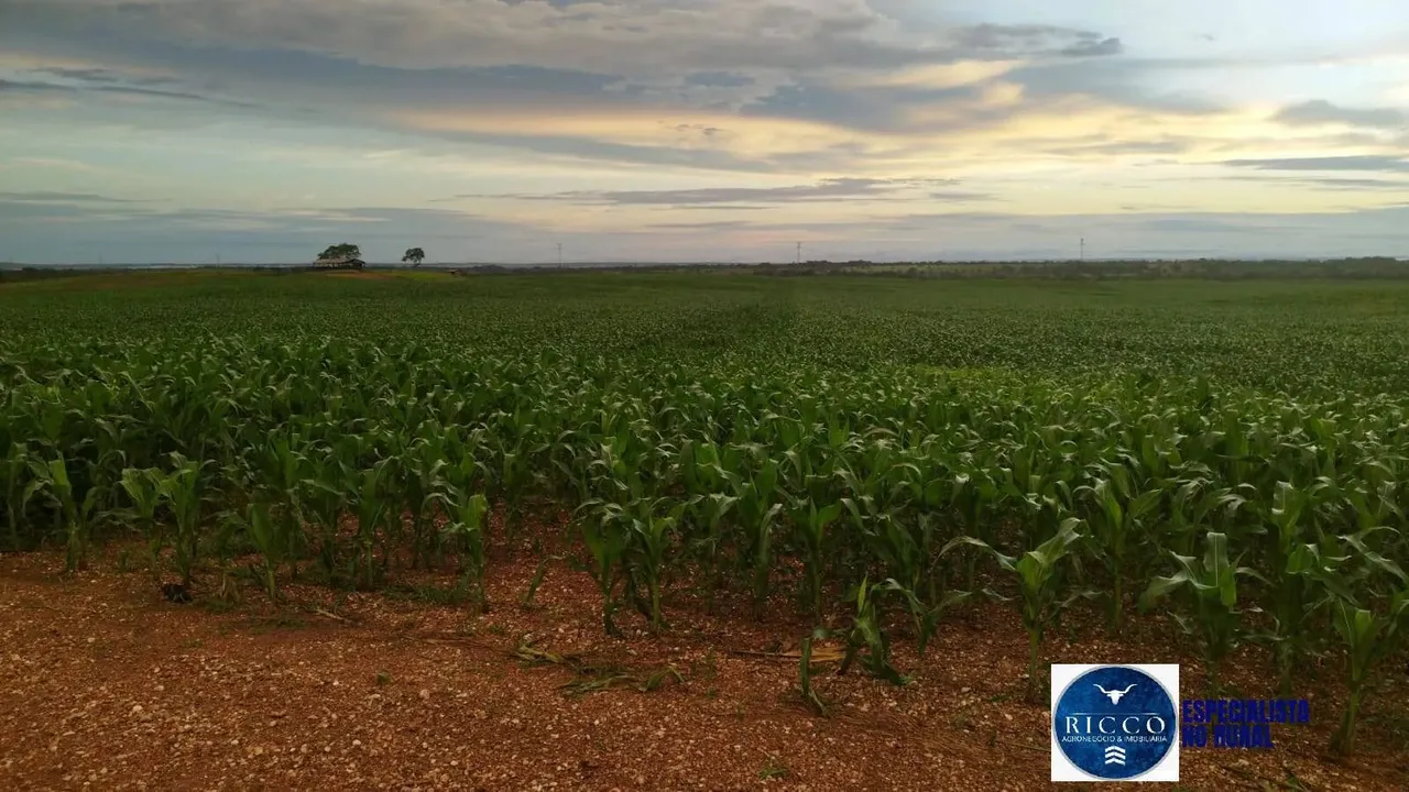 Fazenda à Venda  208 Alqueires Produtivos no Vale do Araguaia  TO |