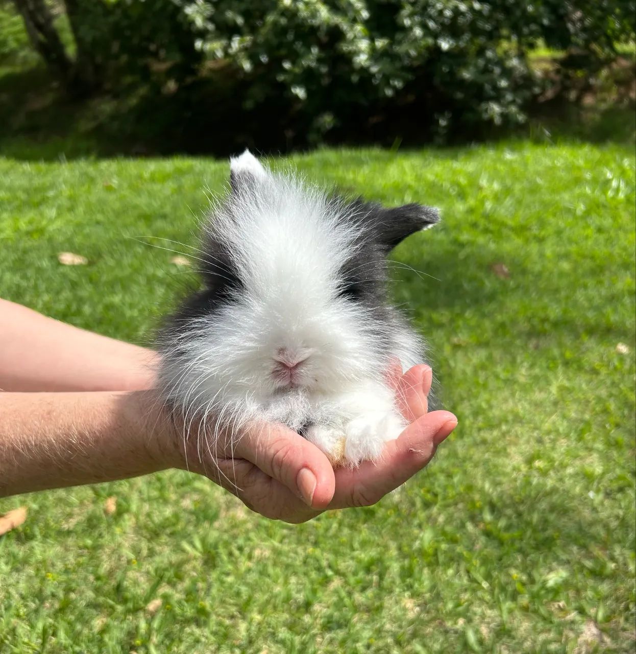 Mini Coelho Mini Lop Fuzzy Fêmea - Foto 4