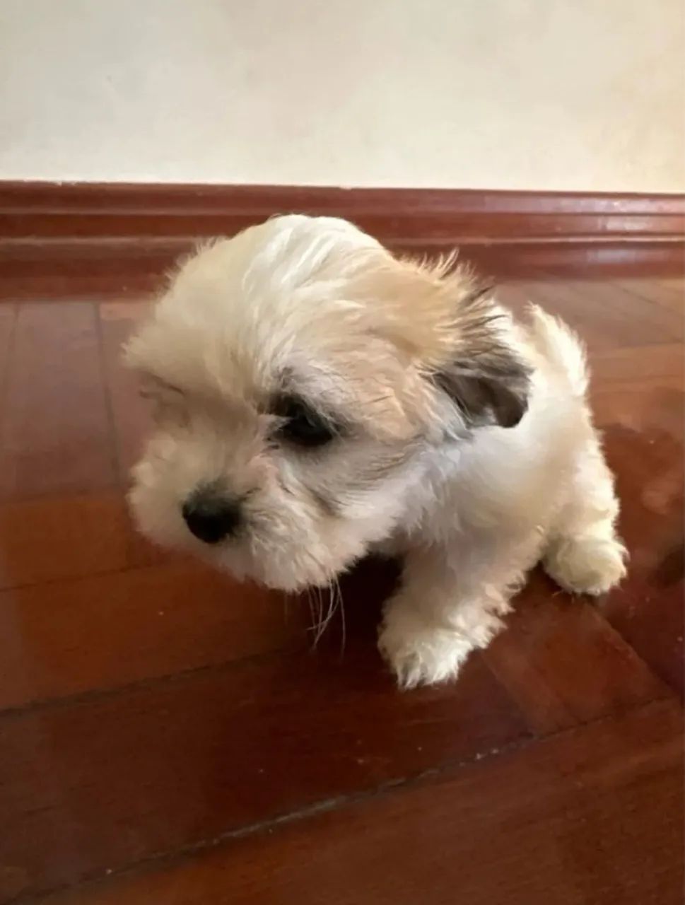 Filhotes lhasa para venda macho e fêmea!!!