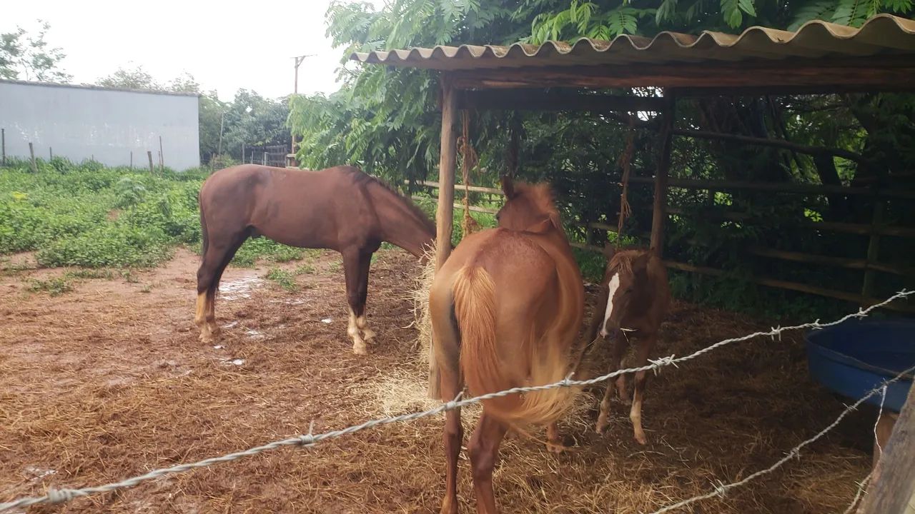 Vende-se cavalos - Foto 3