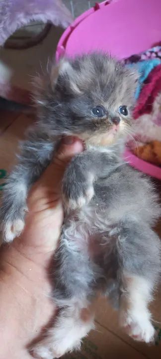 Persas Fêmeas disponíveis 