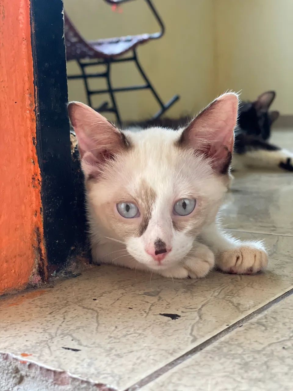 Fêmea para adoção 