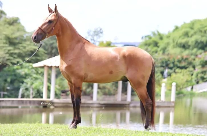 Cavalo campolina 
