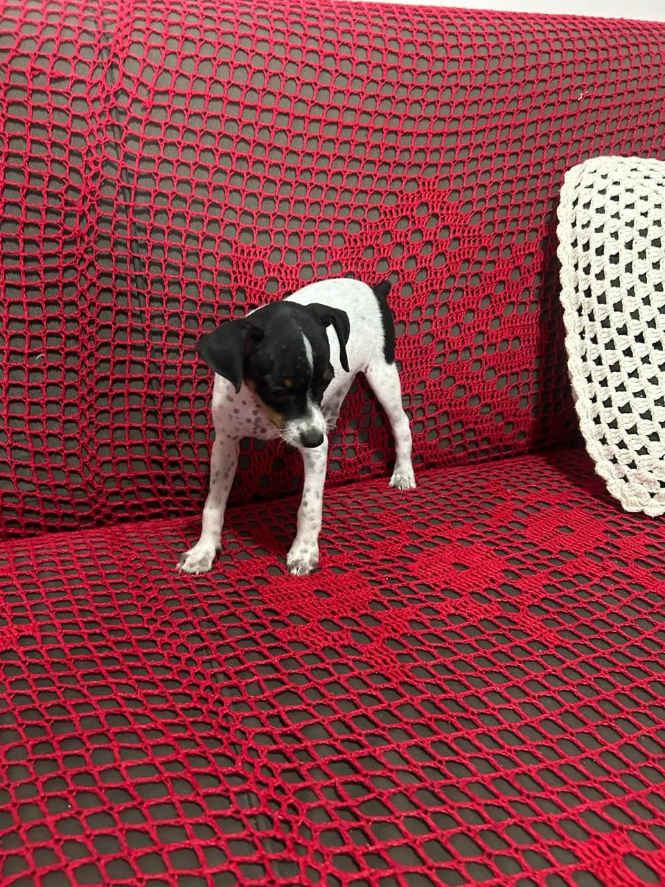 Filhote pinscher  - Foto 3