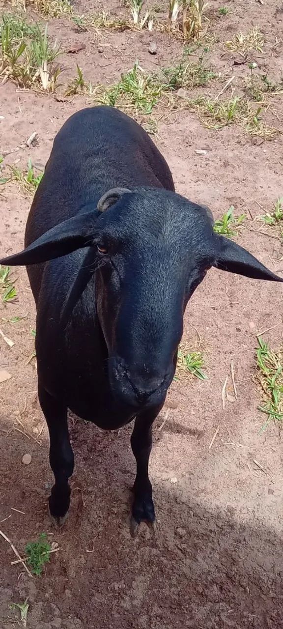 Ovelhas AMORJADAS e carneiro.  - Foto 4