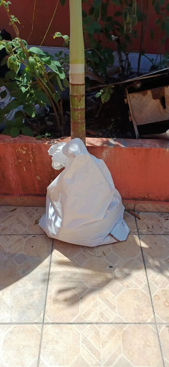 Vendo 2 árvore imperial  - Foto 3