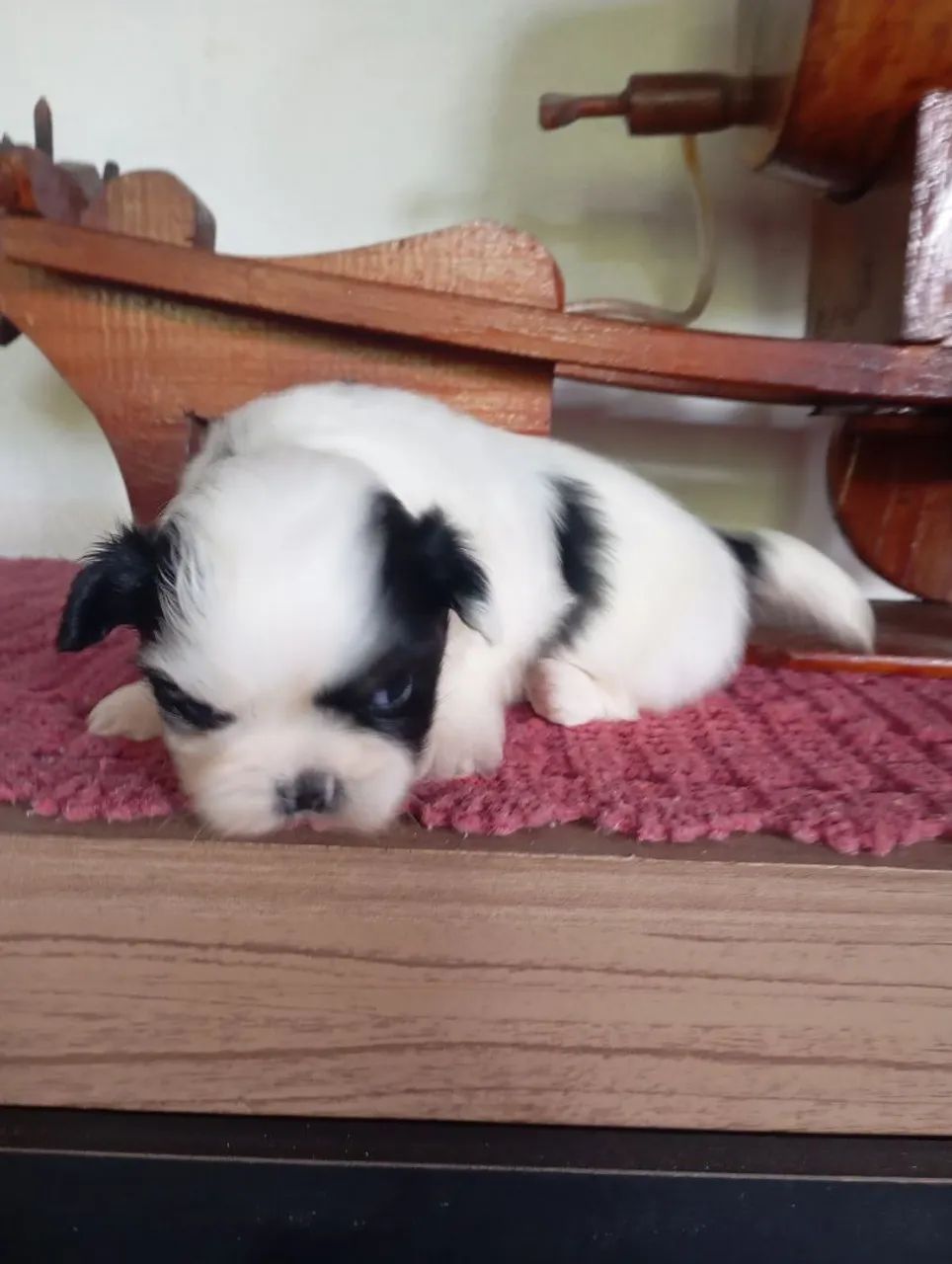 Cachorro ? - Foto 2