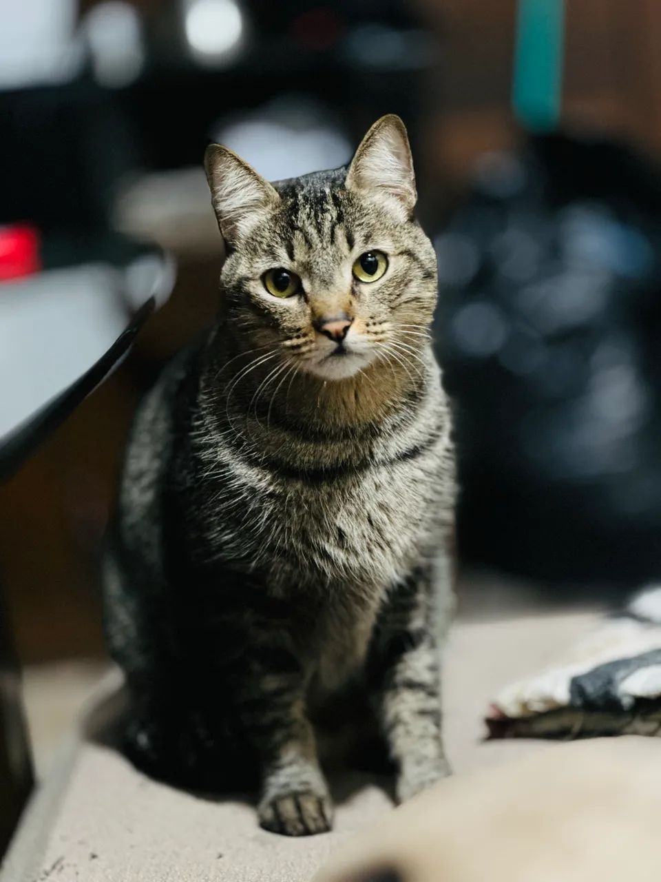 Gato