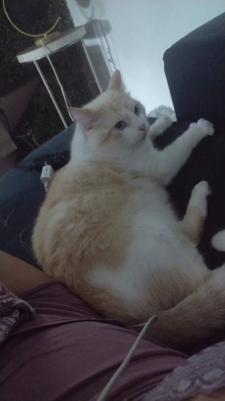 Gatinho castrado  - Foto 2