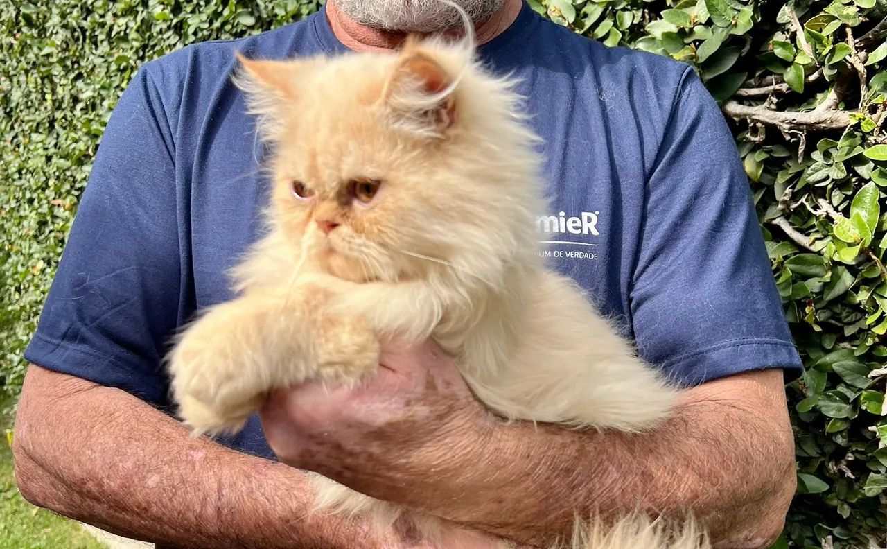 Gato Persa | Que fechar negócio hoje ? E só me chamar no WhatsApp!