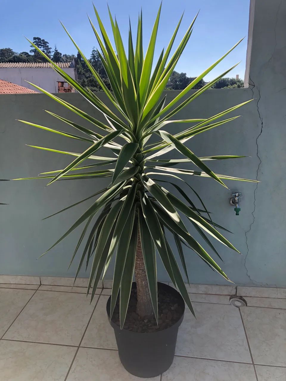 Planta Yuca (3) - Foto 2