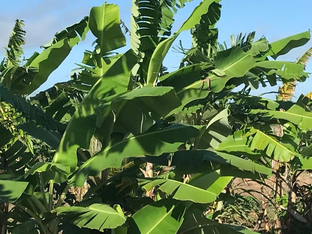 granja em comum município de Monte Alegre bem estruturada