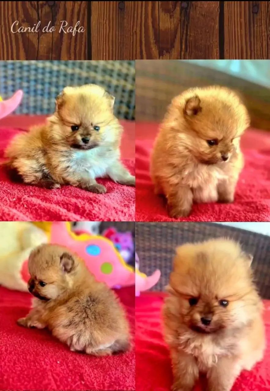 Spitz/ Bulldog/ chihuahua  - Foto 6