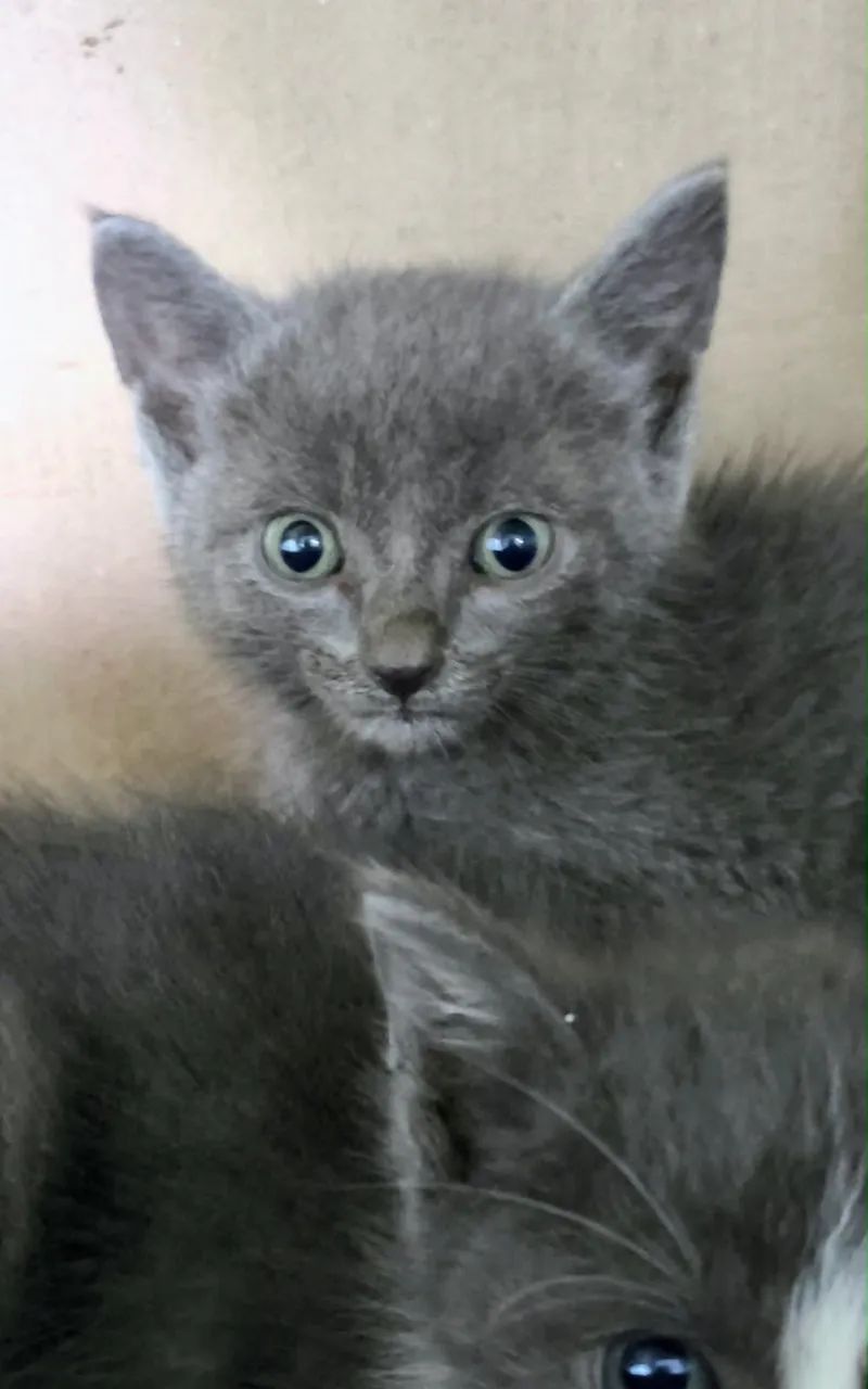 Gatinhos para adoção responsável 