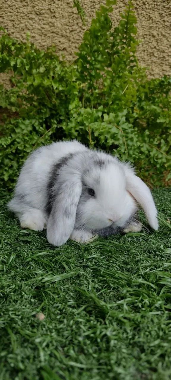 Mini Lop Uruguaio  - Foto 2