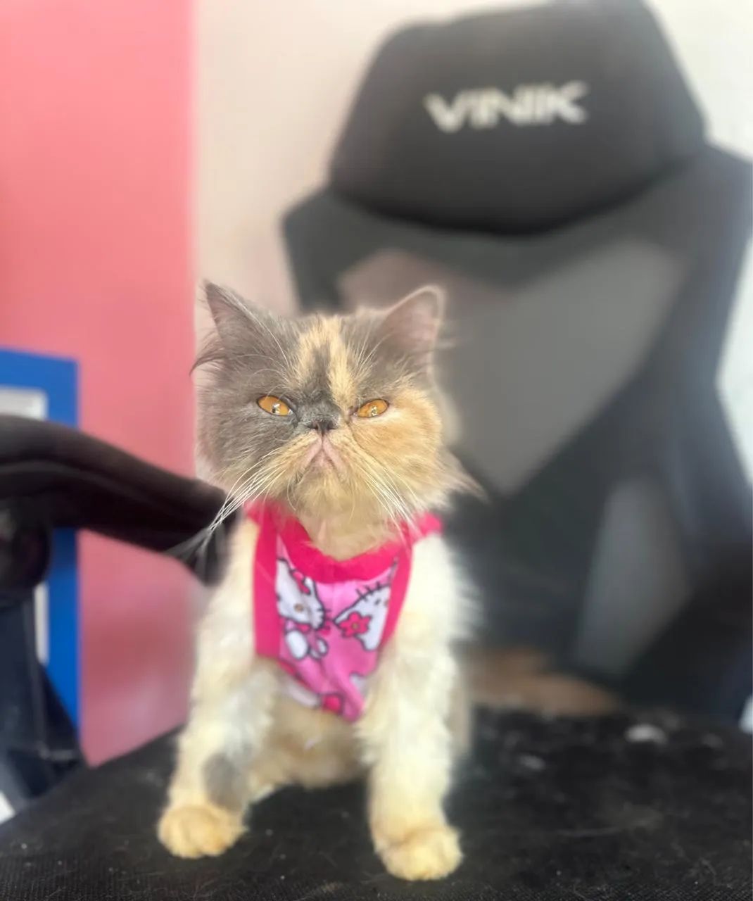 Gato persa - Foto 2