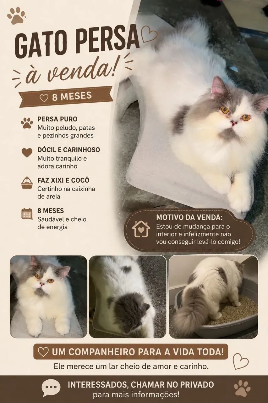 Gato persa
