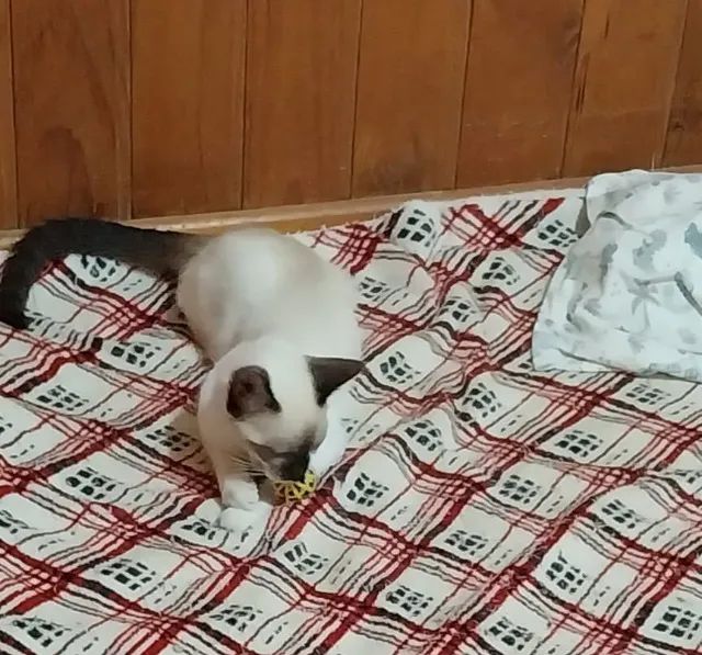 Gatinho Filhote Macho - 4 meses - Foto 2