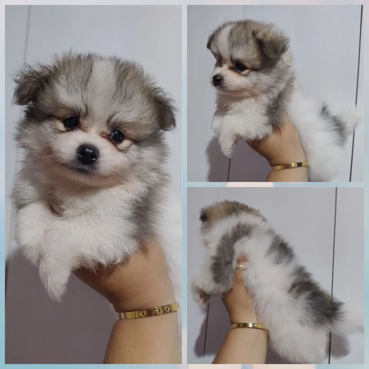 Spitz alemão Anão  - Foto 2