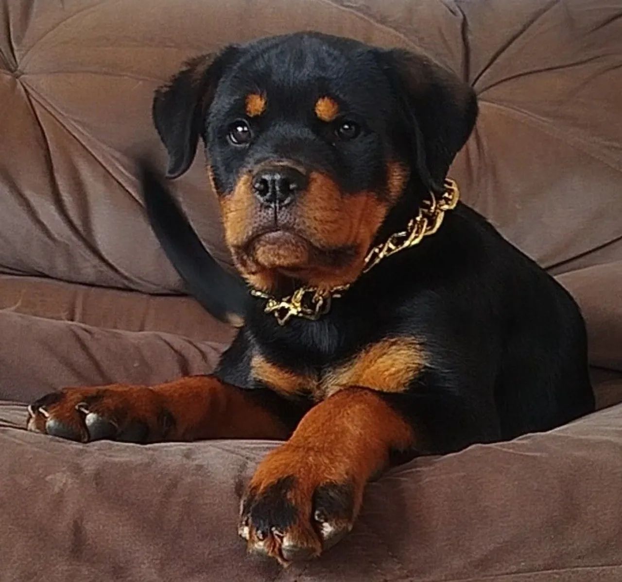 Fêmea Rottweiler 3 meses