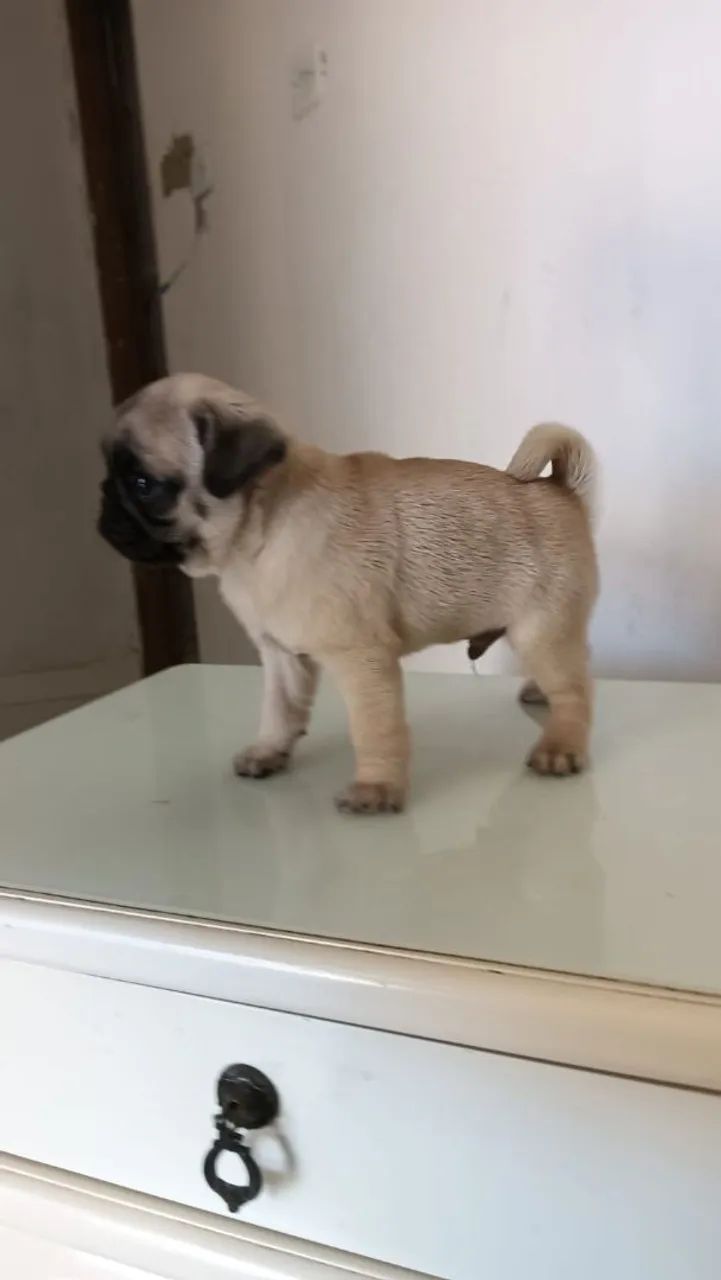 cachorro  - Foto 2