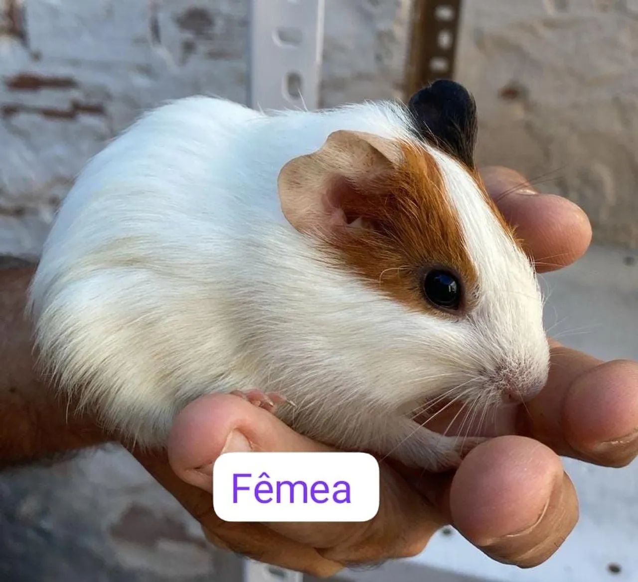 Porquinho da índia 424794622211532805