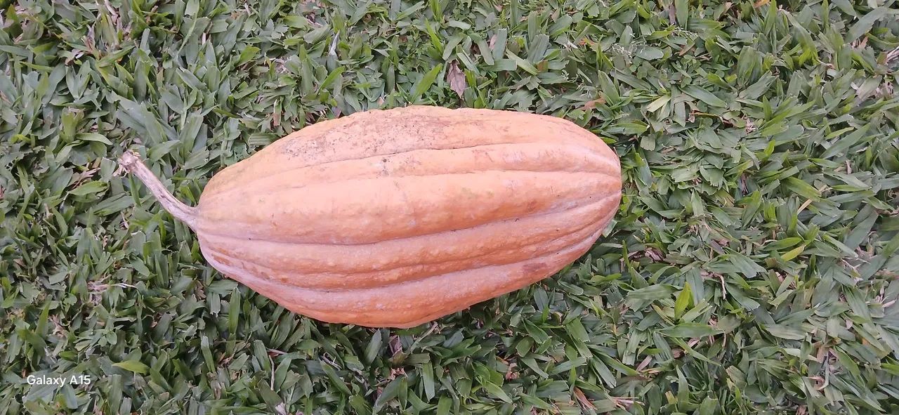 Abobora 
