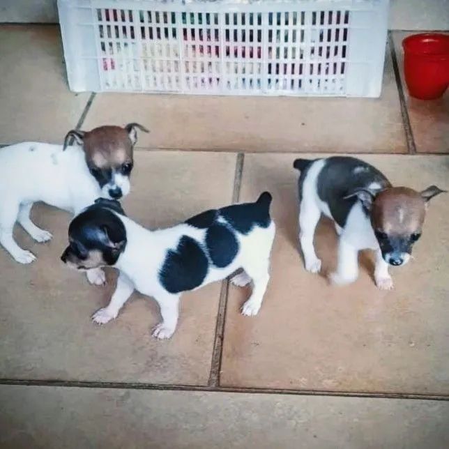 Pinscher  - Foto 4