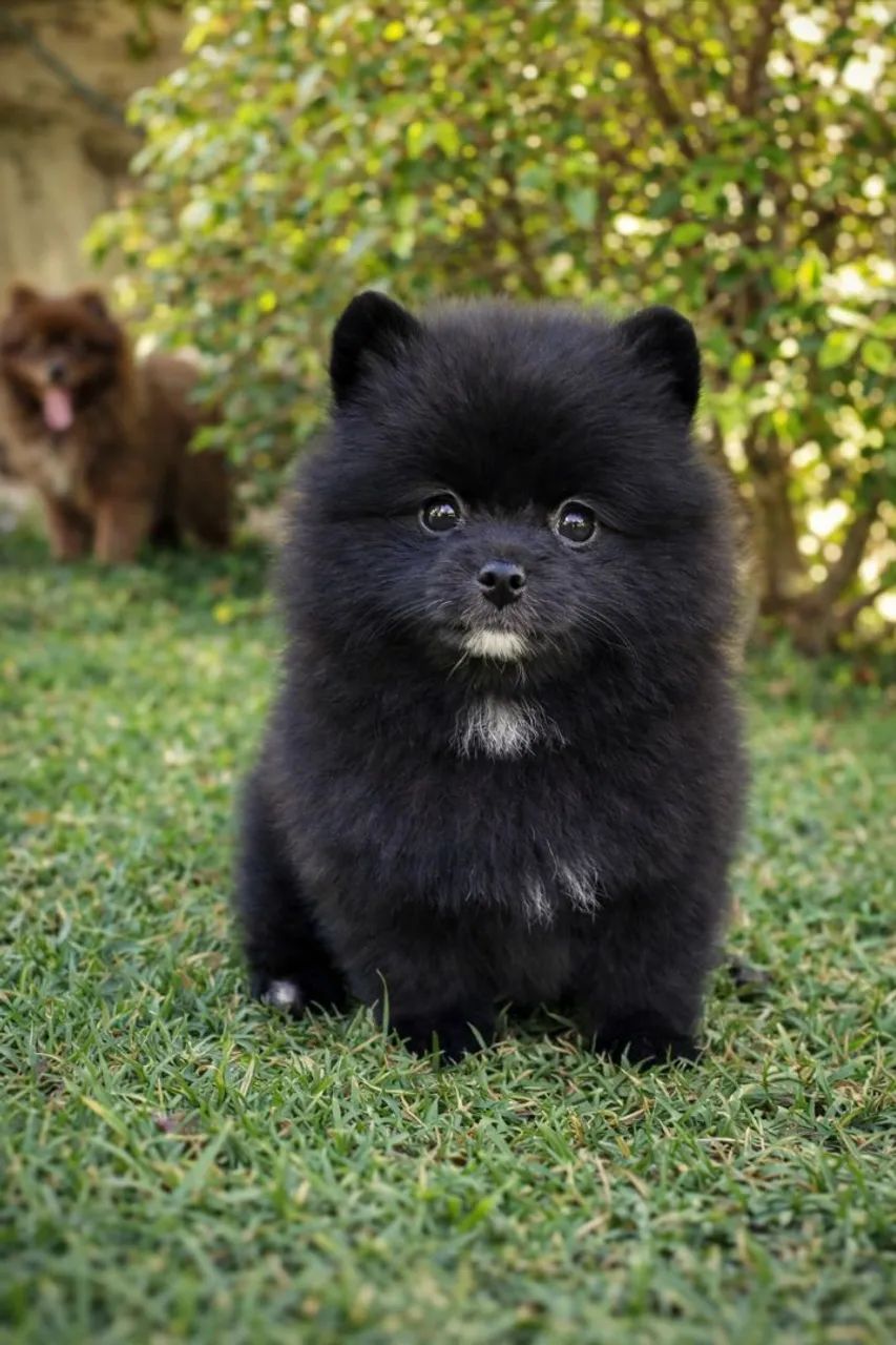Filhotes de Spitz Alemão anão (Lulu da Pomerânia) - venda permanente - Foto 6