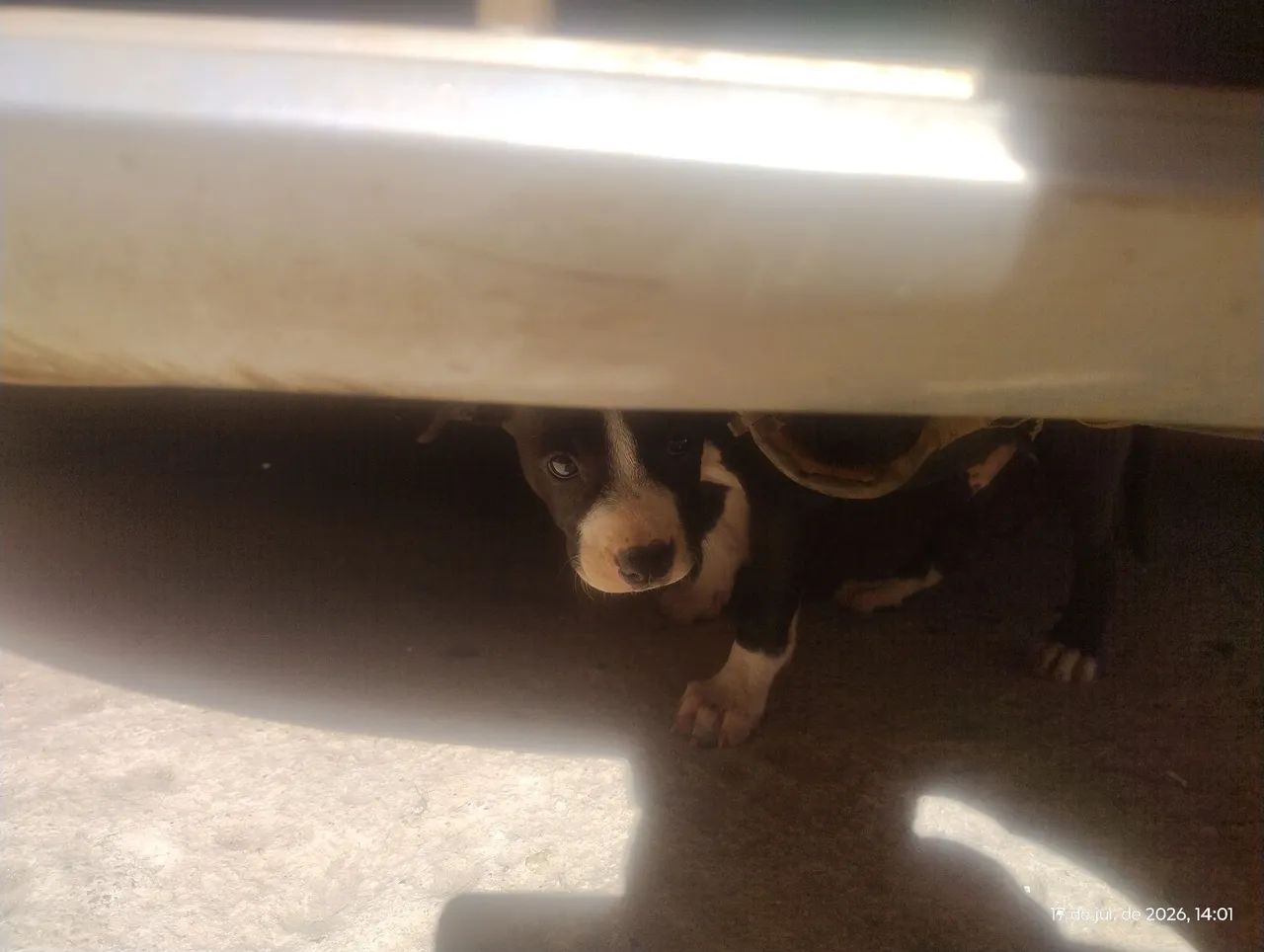 Pitbull  - Foto 2