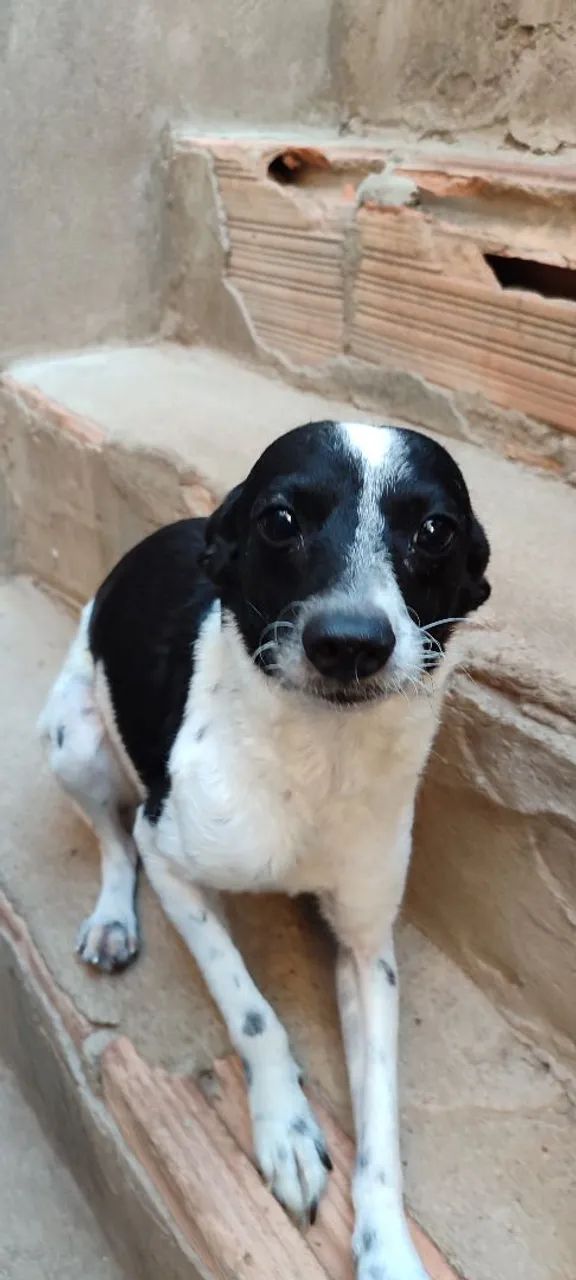 Doação de cachorro  - Foto 3
