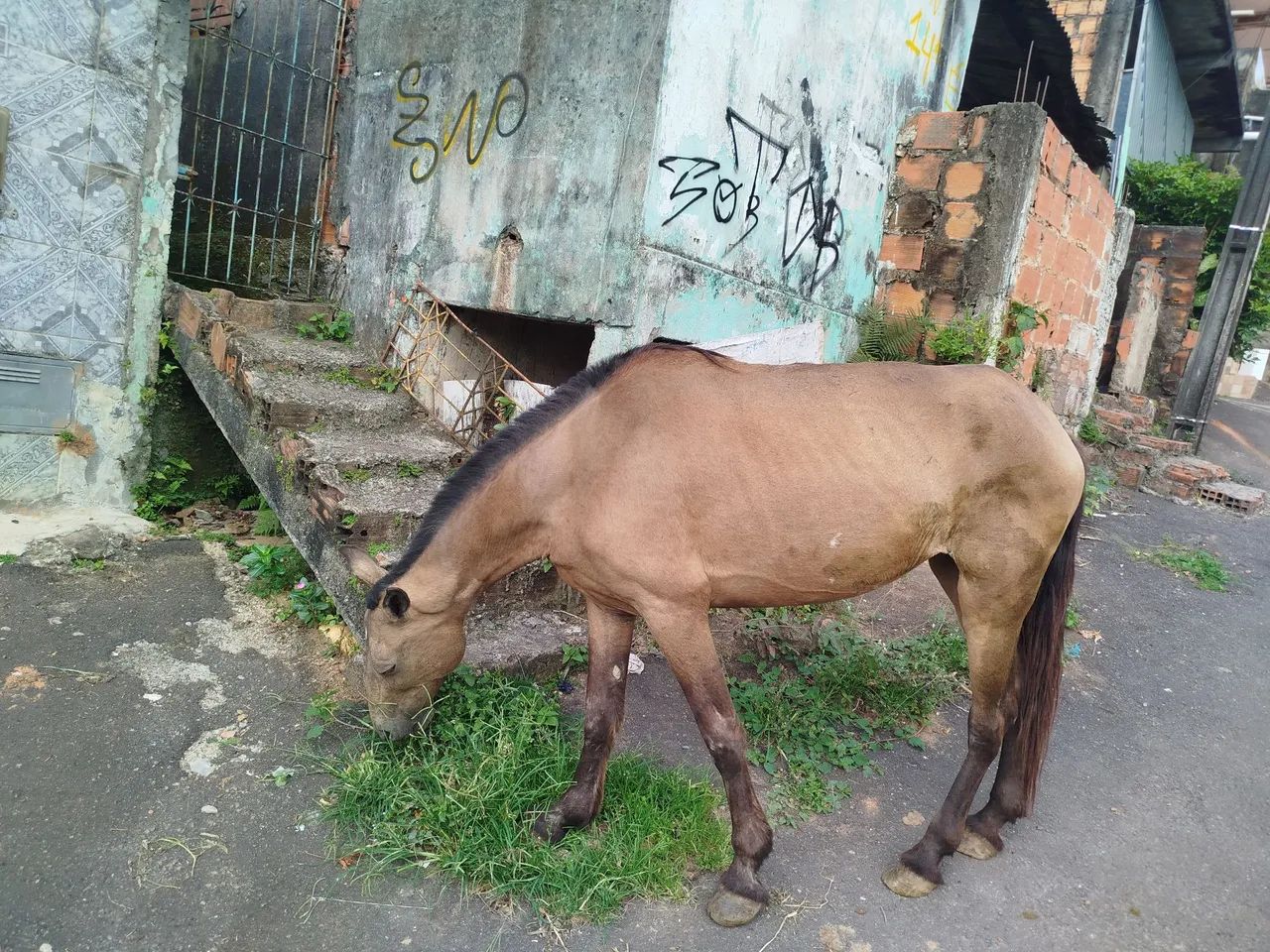 Cavalos - Foto 2