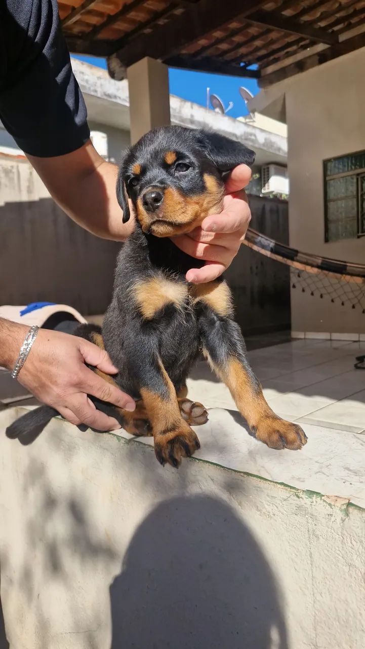 Filhotes de rottweiler  - Foto 2