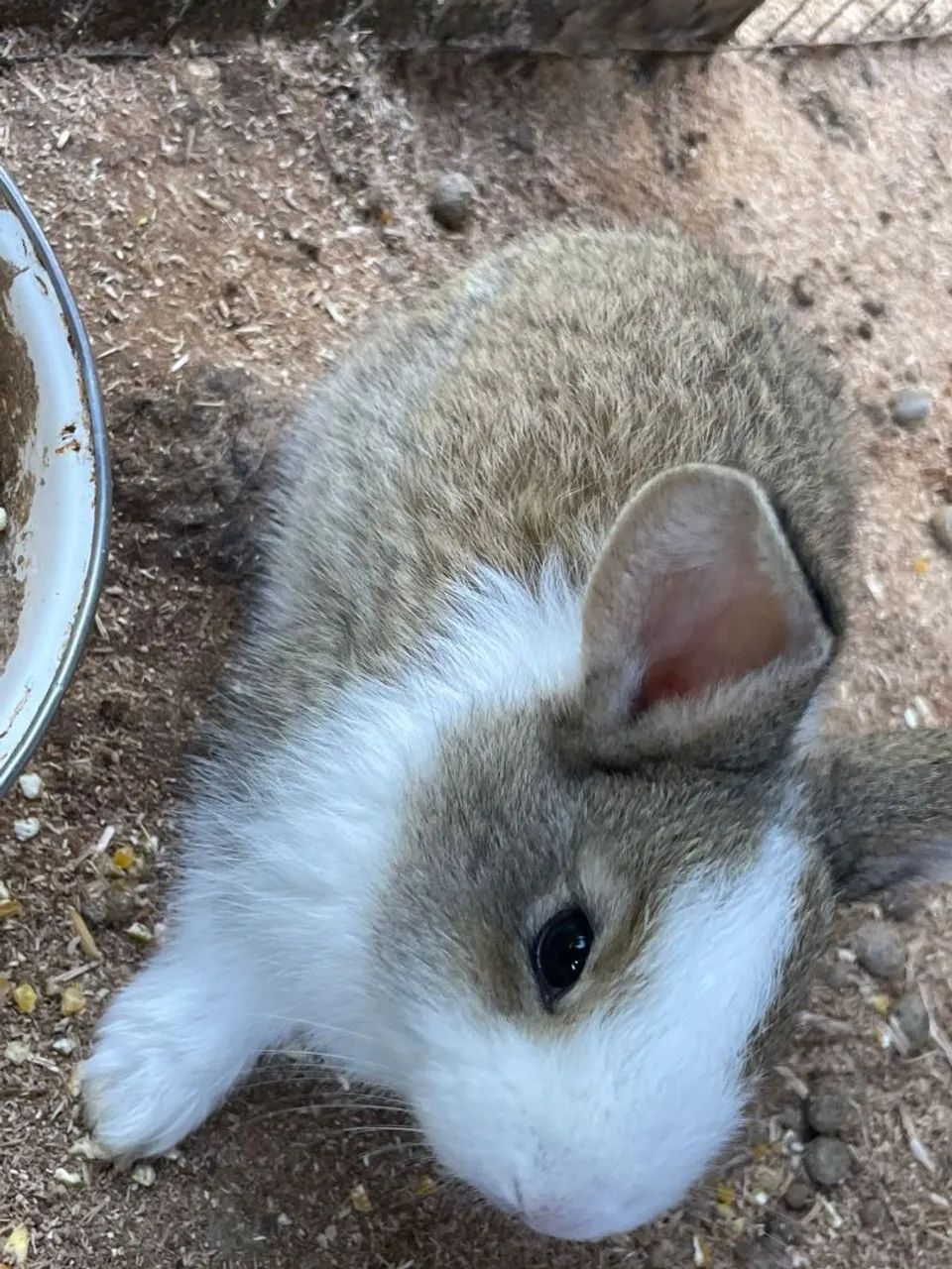 Coelhos  - Foto 5