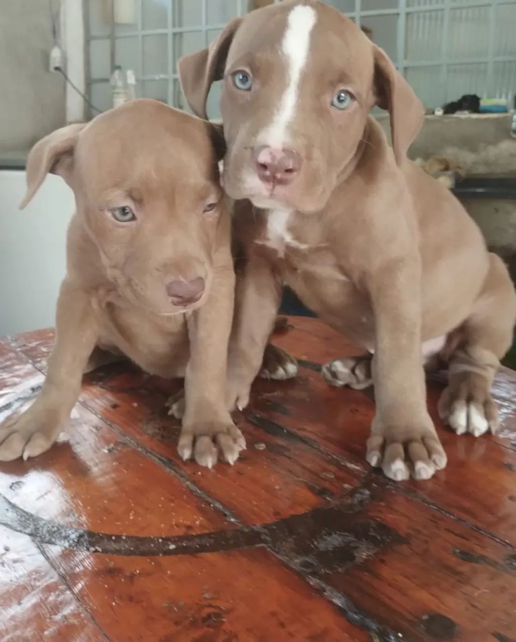 Vendo filhotes Pitbull monster  - Foto 3
