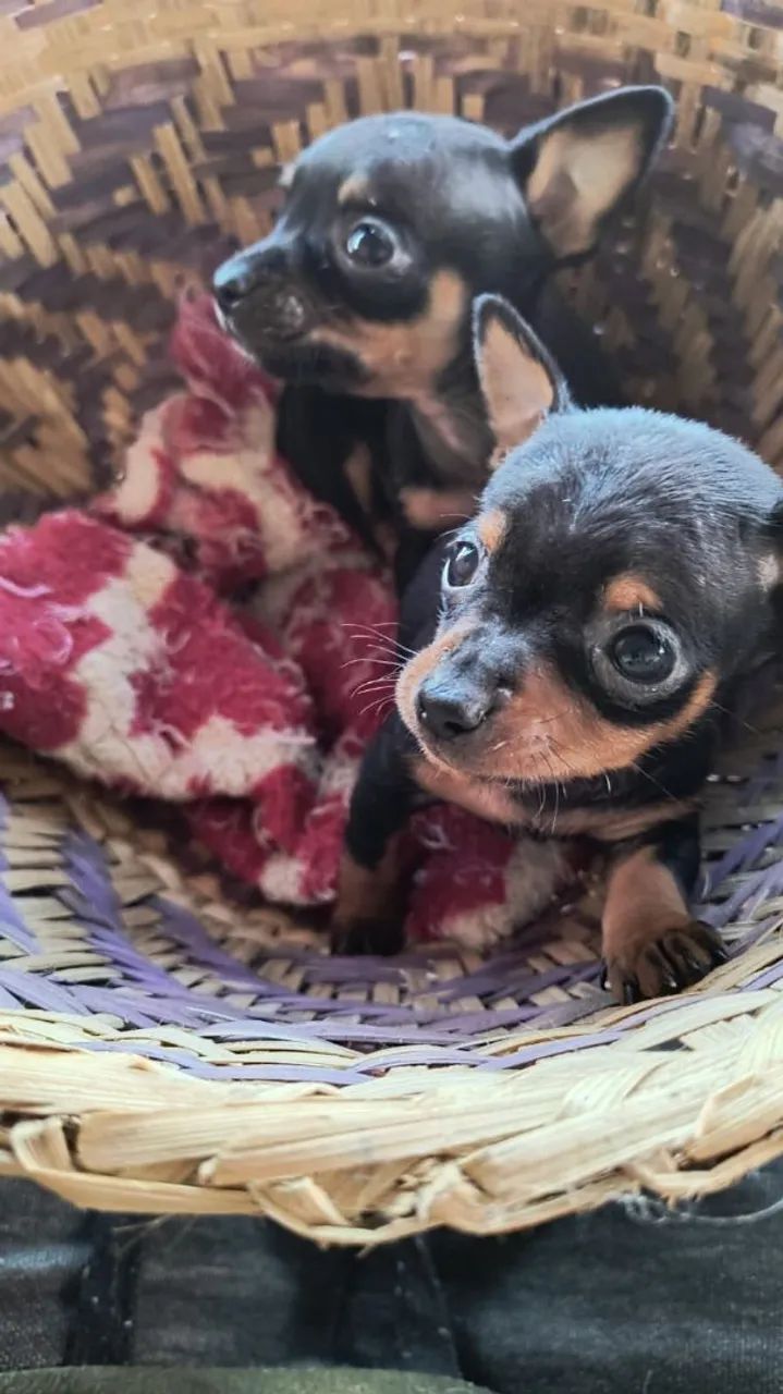 Filhotes de pinscher zero