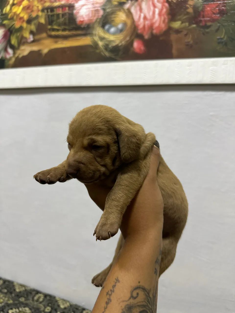 dachshund - Foto 5