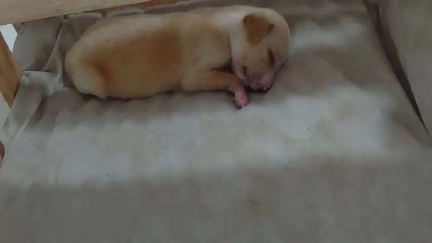 Cachorro 