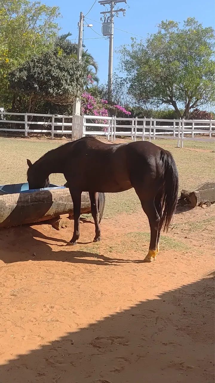 Égua Quarto de Milha - Foto 5
