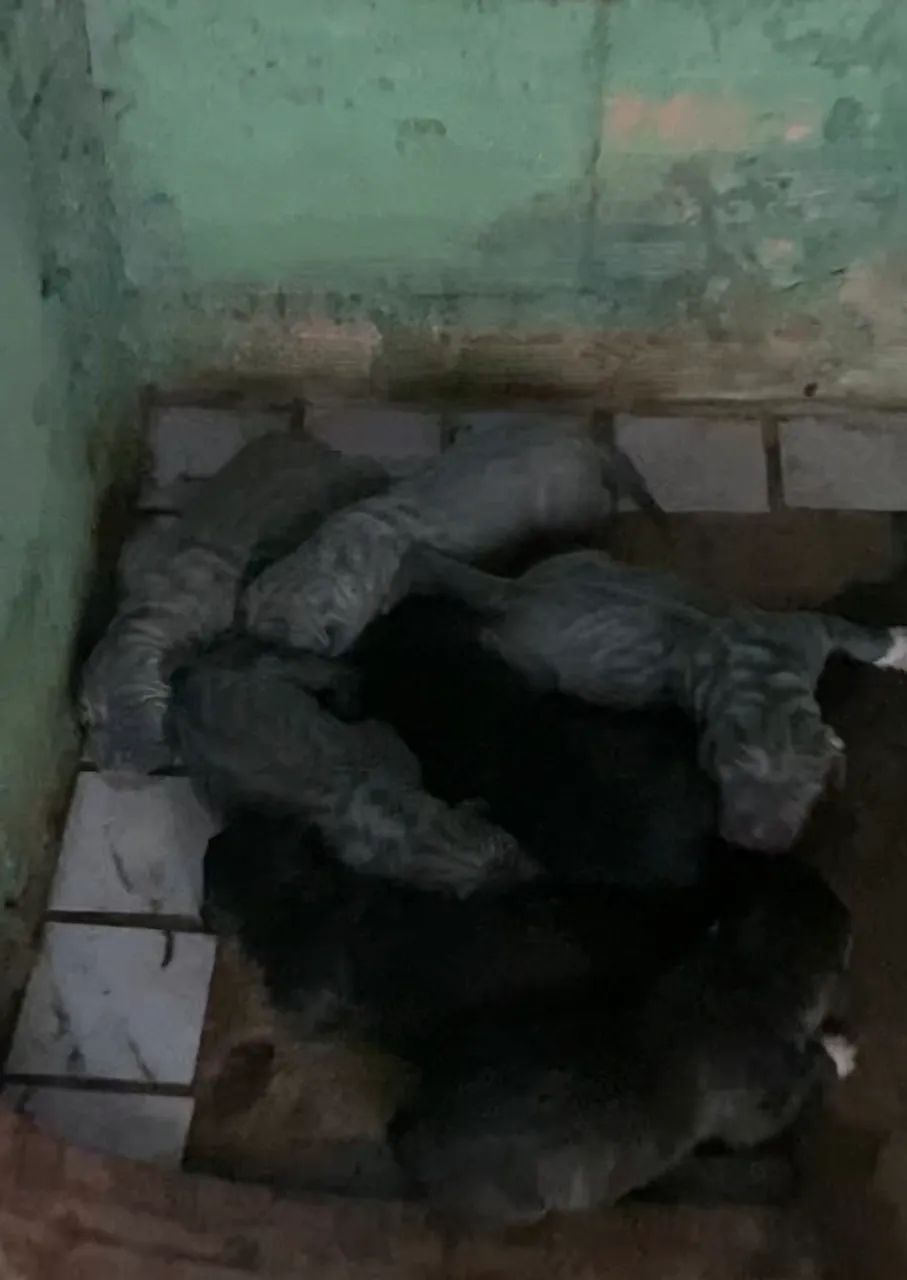 Fila Brasileiro - Foto 3