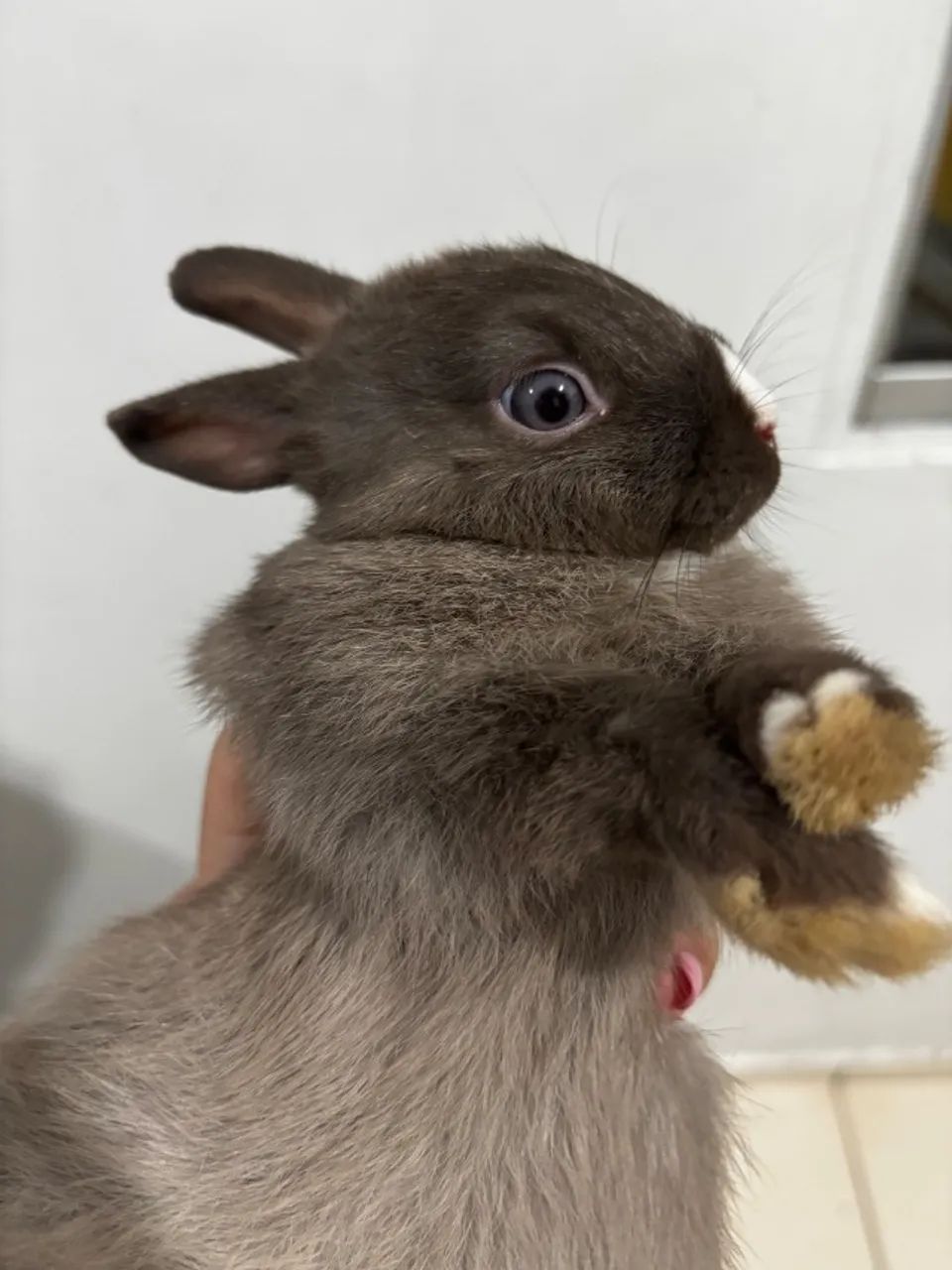 Coelho Anão Holandês Netherland Dwarf
