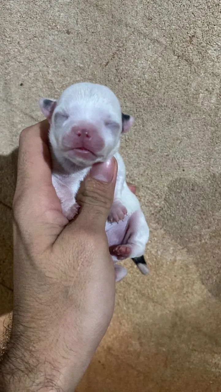 Chihuahua pelo longo 