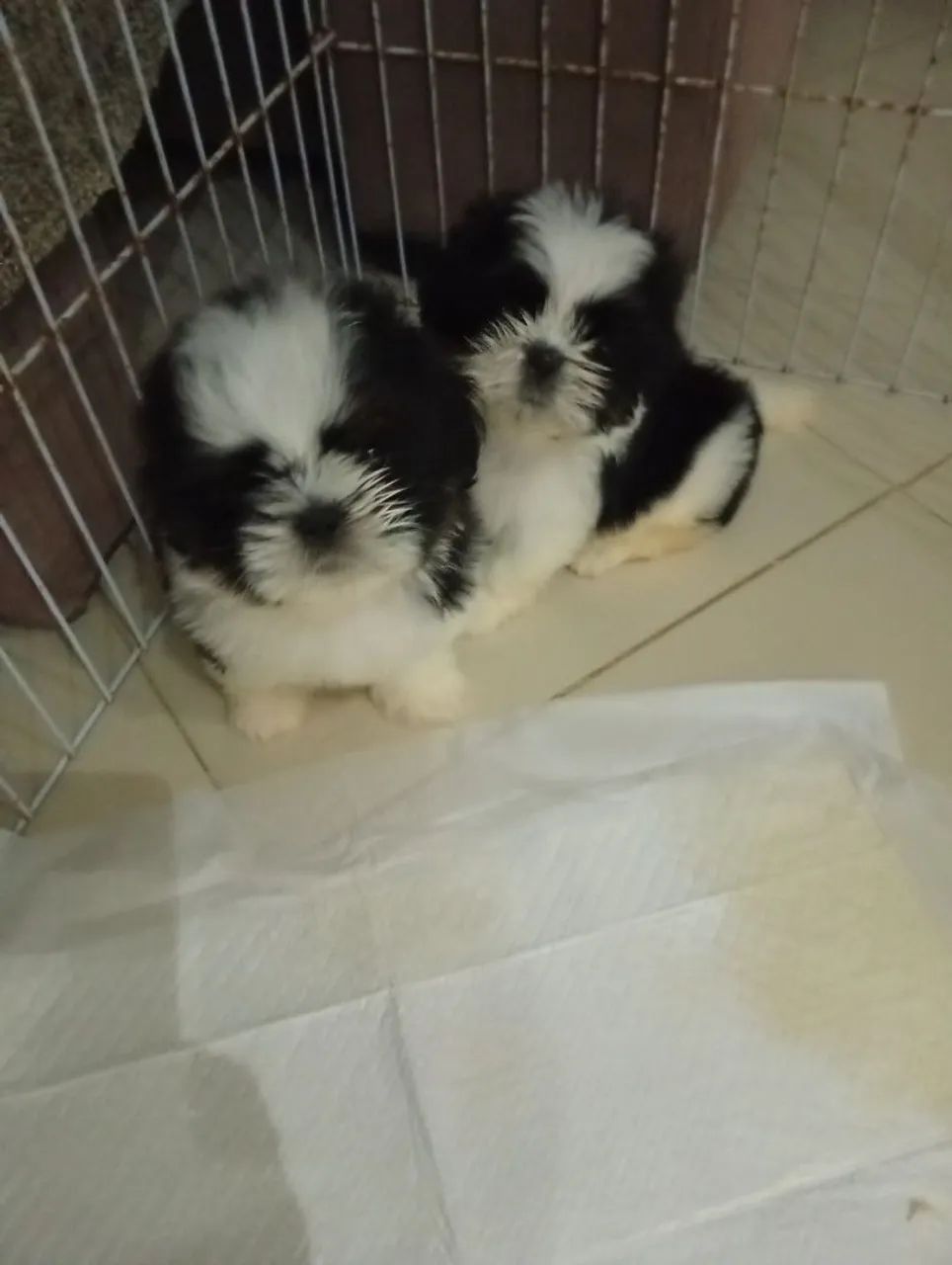 Filhotes de Shih Tzu  - Foto 3