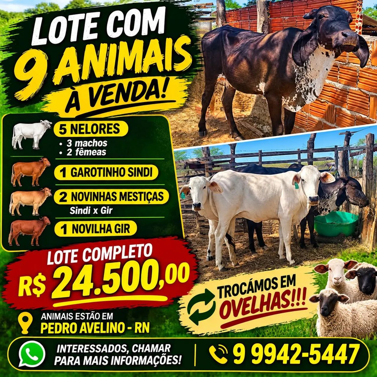 Lote de gado - Foto 4