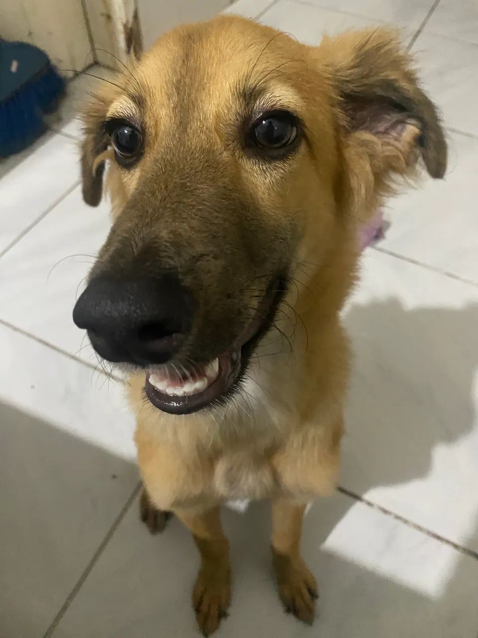 Adoção responsável  - Foto 3