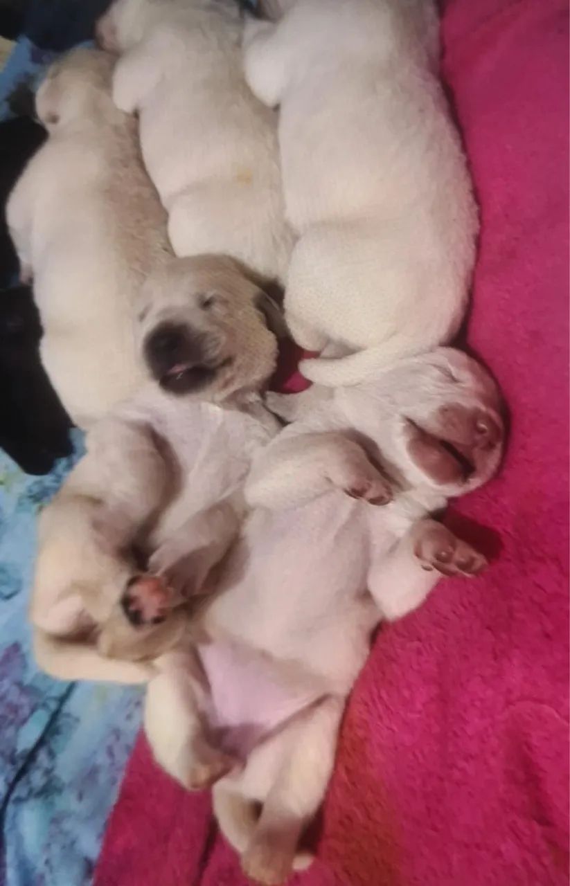Vendo filhotes de labrador puros - Foto 2