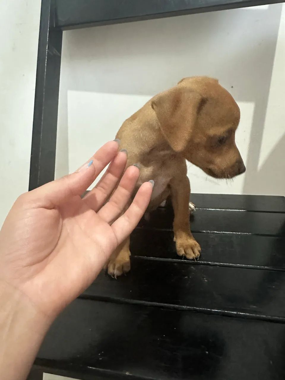 Vendo Pinscher com Basse 