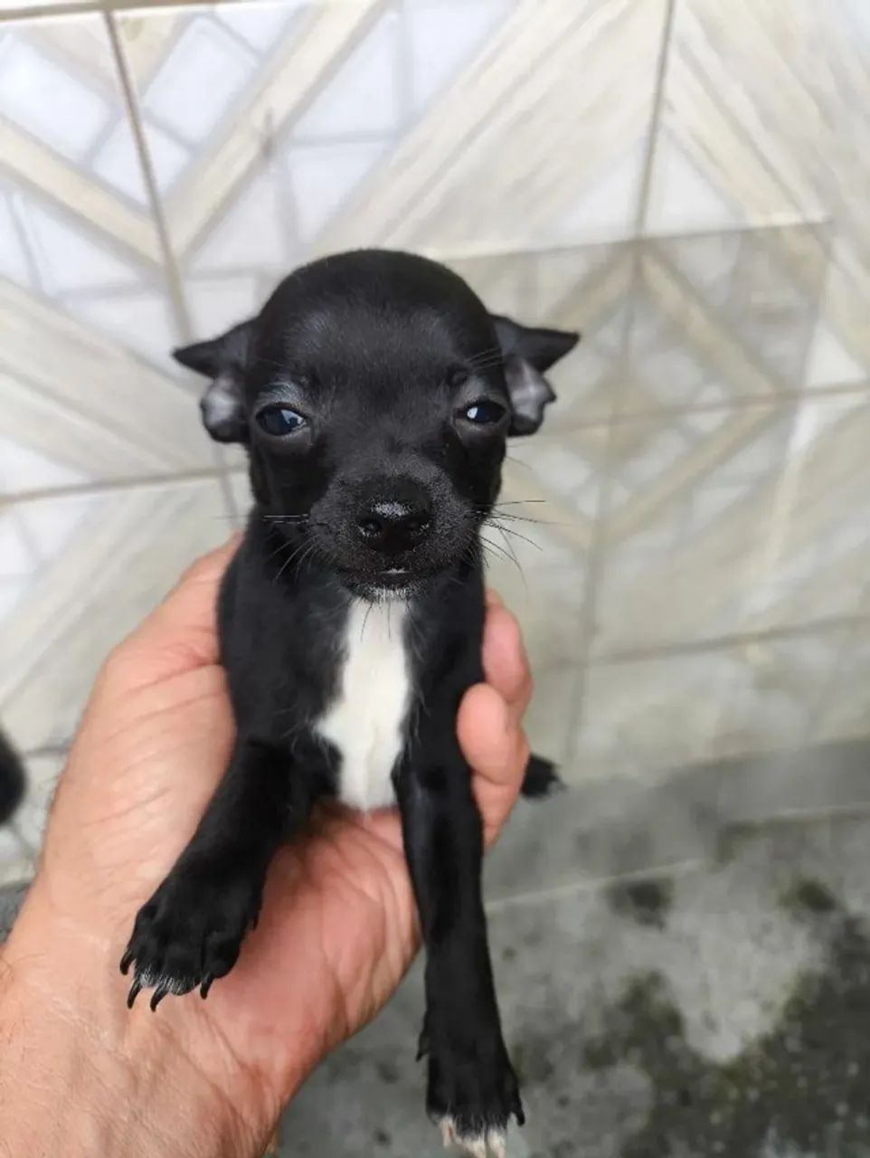 pinscher x fox lindos e pequenos  - Foto 4