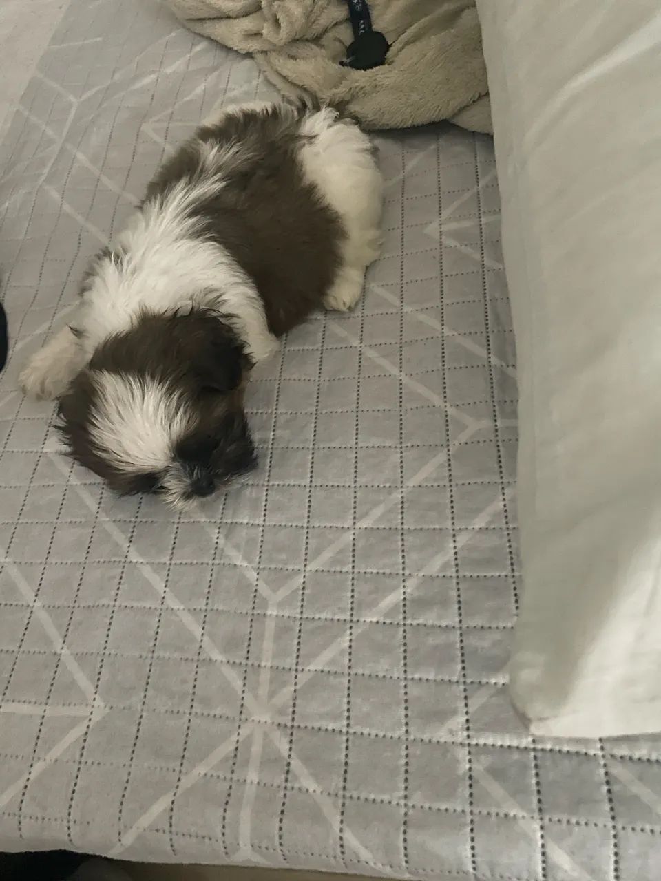 Filhote de Shitzu  - Foto 3